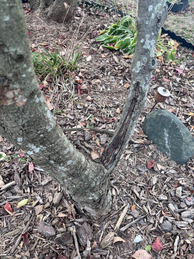 What is wrong with my trees? What is wrong with my trees?
