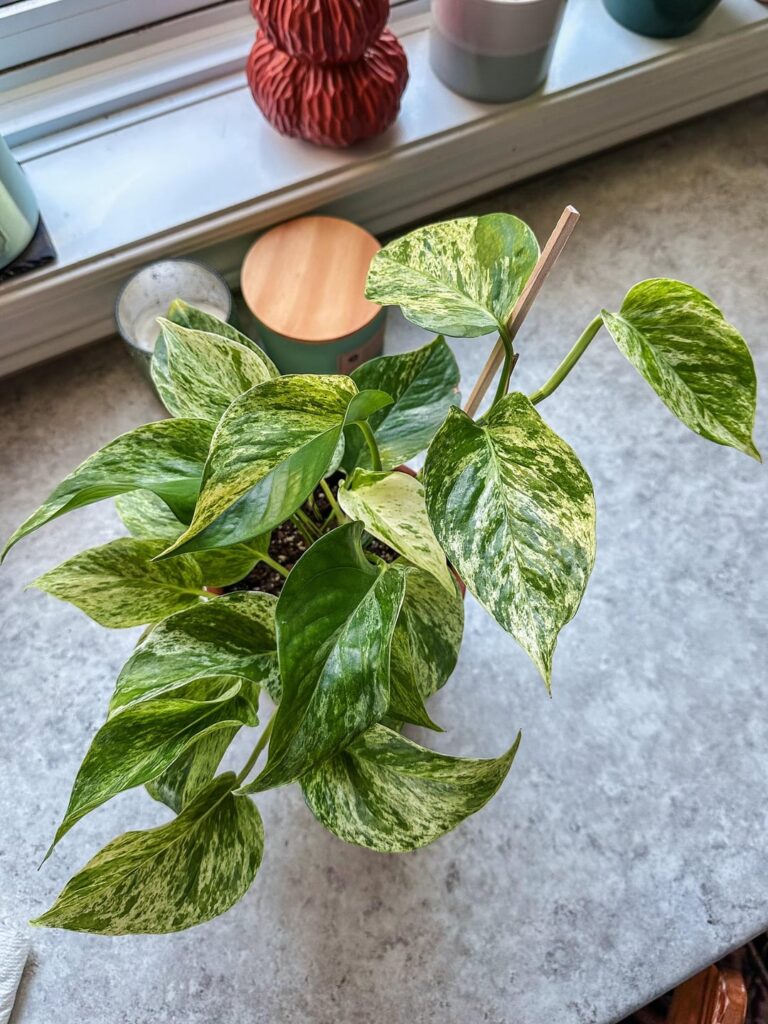 One month with Mathilda, my first Marble Queen! One month with Mathilda, my first Marble Queen!