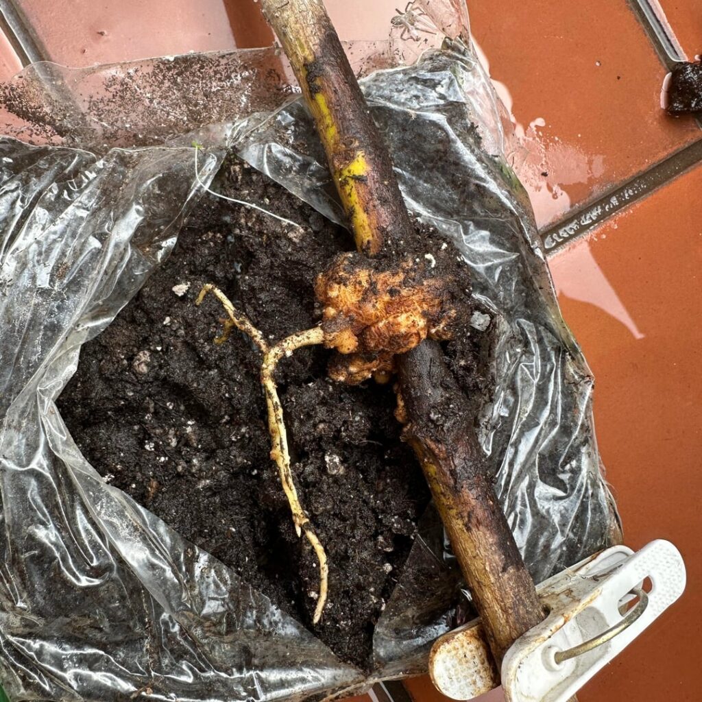 Air layered this white champaca last April and I’m worried it may have not rooted enough when I cut it today. Should I trim it down and make the stem shorter so it roots more? Can I put it in water? Tia! SoCal 10a