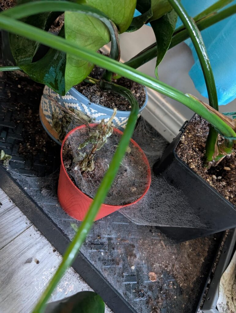 Spider, spider mites or mold?