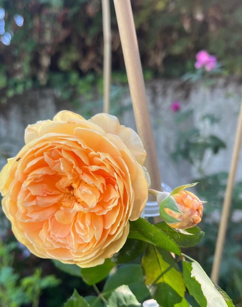 Golden Celebration “English Shrub” David Austin