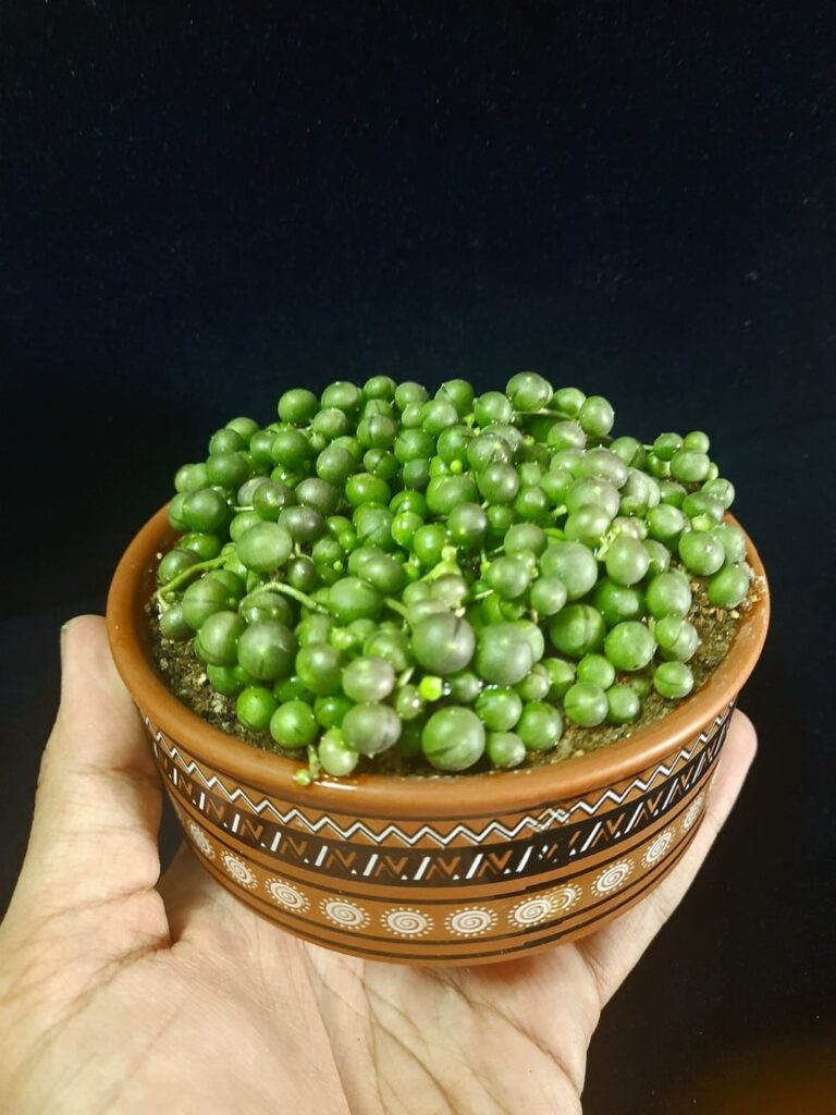 My lush String of pearls, Grown from a single pearl 2 years ago