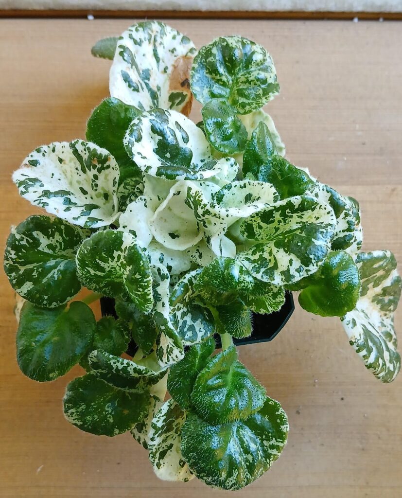 Watermelon Snow dividing