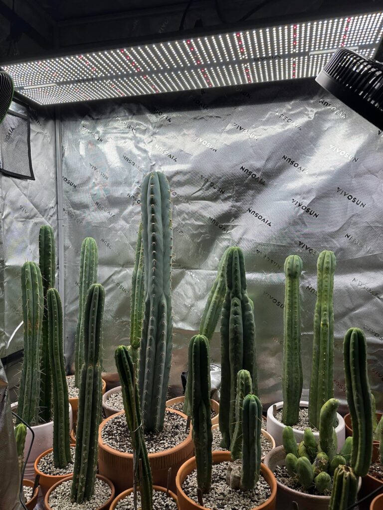 When you can’t live in the desert… 🌵🏜️😎 (first indoor setup) When you can’t live in the desert… 🌵🏜️😎 (first indoor setup)