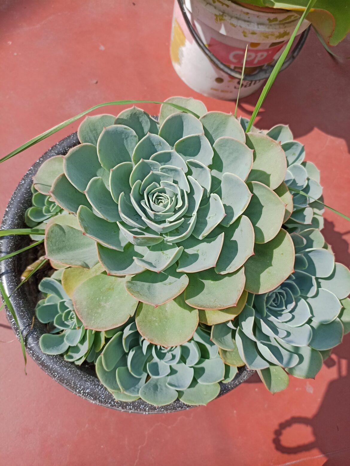 E. imbricata