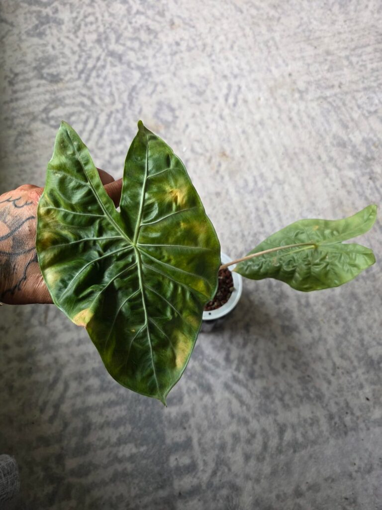 what the fucking HE*K am I doing WRONG???????