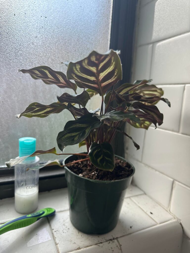 First plant ever! New growth :) First plant ever! New growth :)