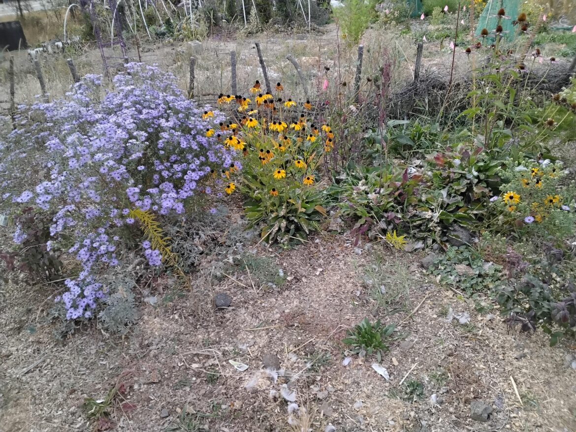 PM Colossal Polinator garden, 2nd year