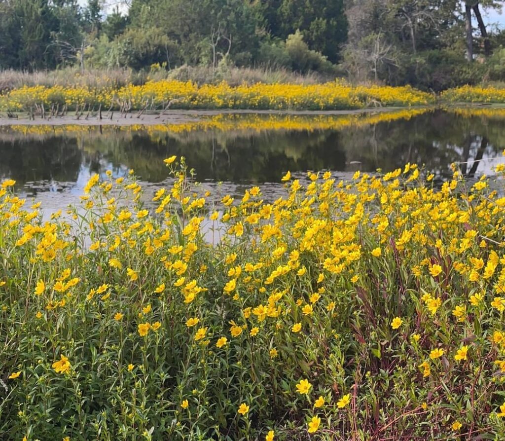 Wild bur marigolds in east Texas