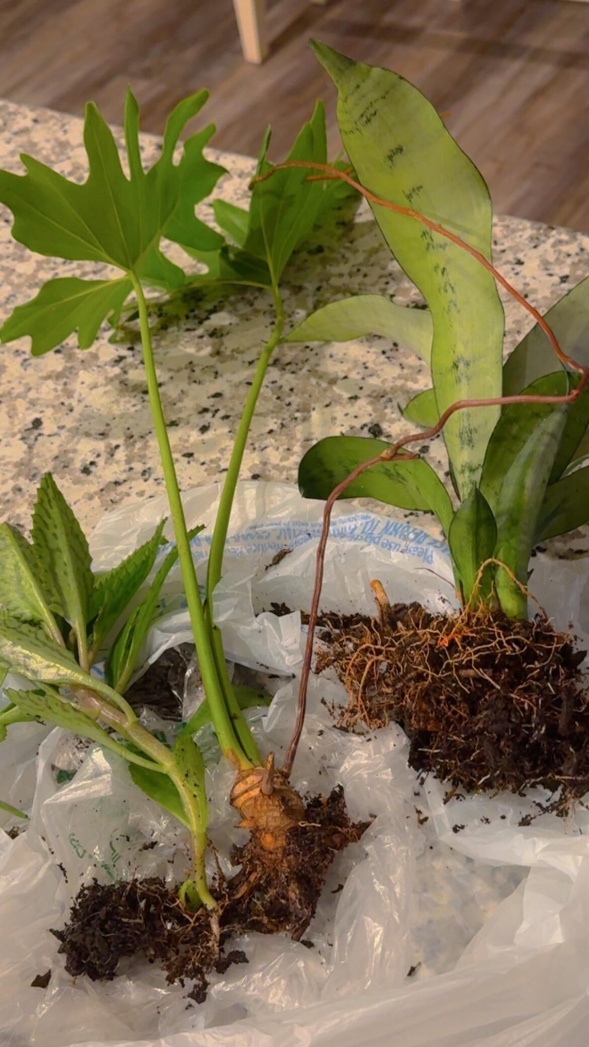 My sister gave me these cuttings