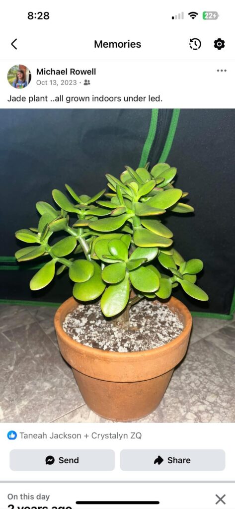 2 year Jade growth indoor led