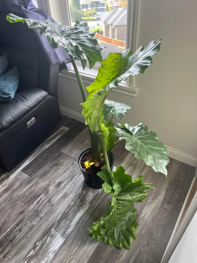 Alocasia elephant ear… is this normal? Alocasia elephant ear... is this normal?