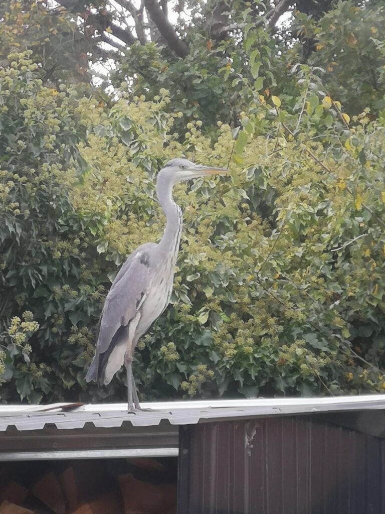 Unconventional garden visitor