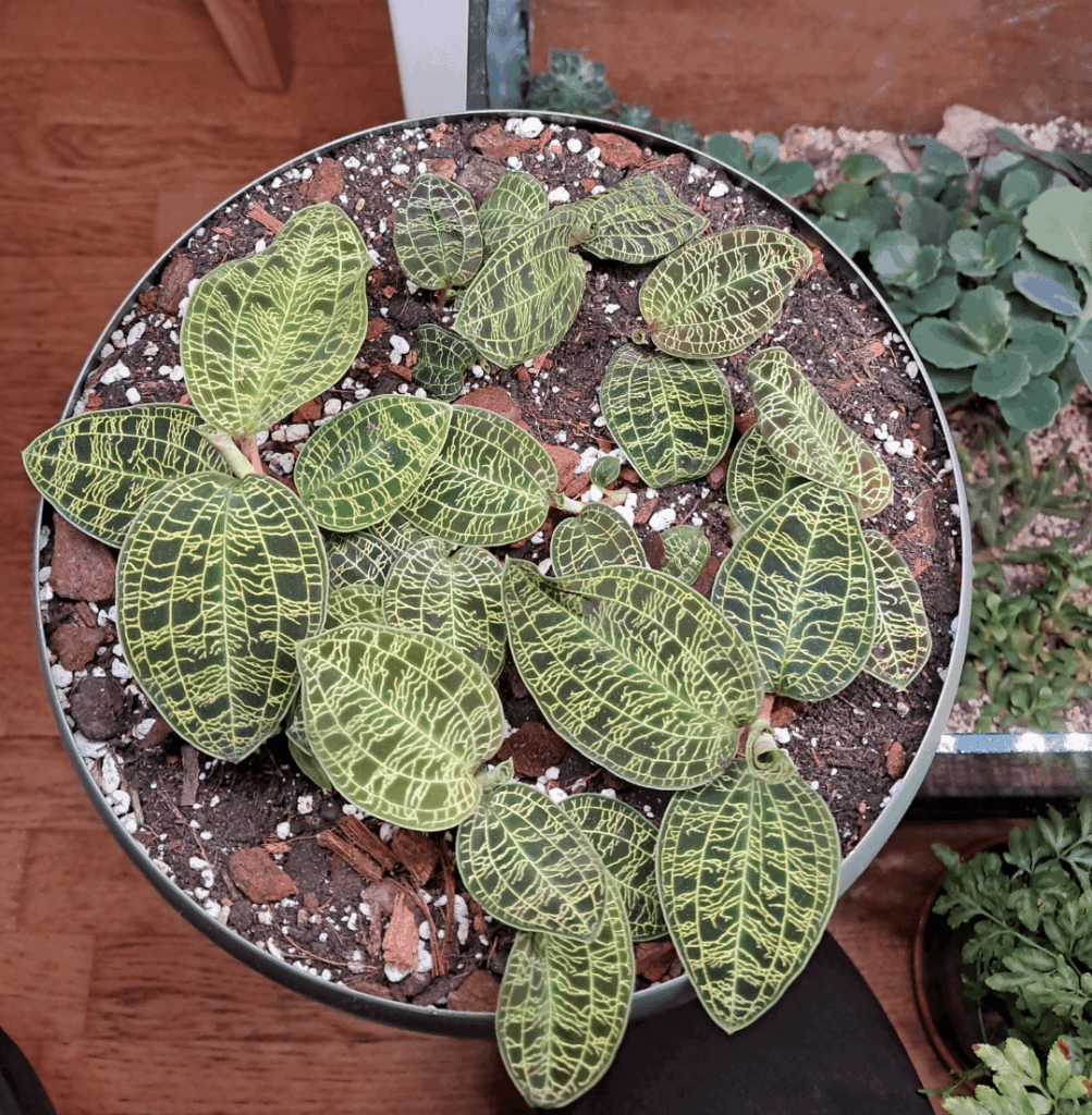 Repotted my jewel orchids 💫🌱 Repotted my jewel orchids 💫🌱