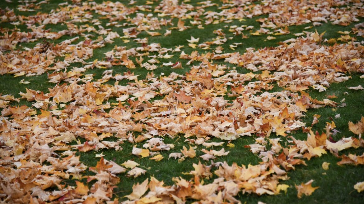 7 expert-approved ways to use fallen leaves in your garden this autumn 7 expert-approved ways to use fallen leaves in your garden this autumn