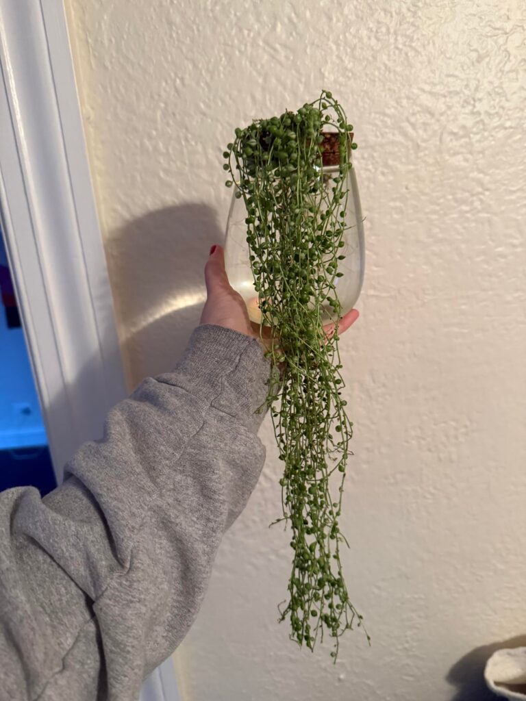 String of pearls in water String of pearls in water