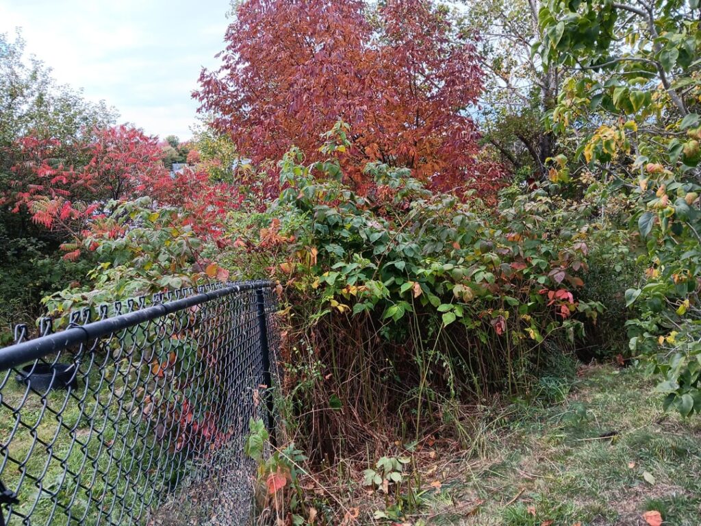 Blackberry pruning question