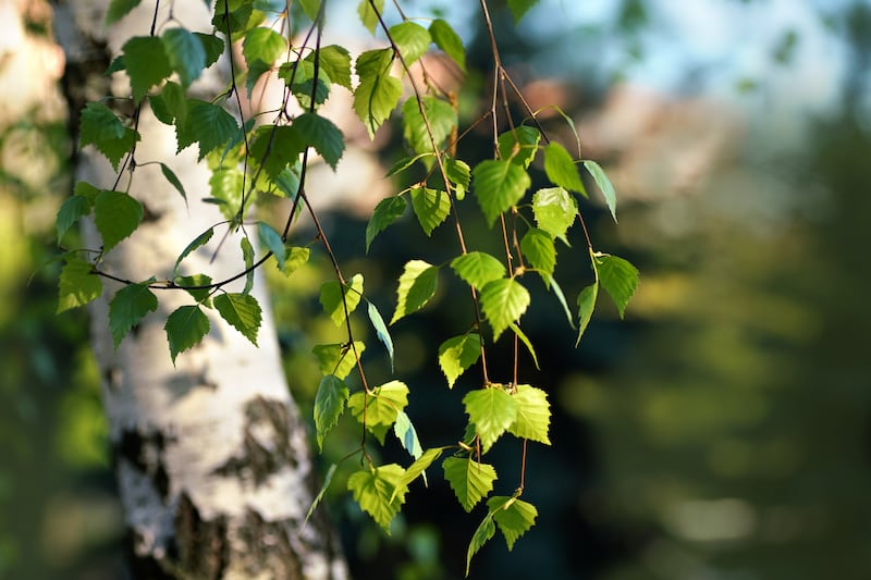 Young green leaves on the branches of a birch tree