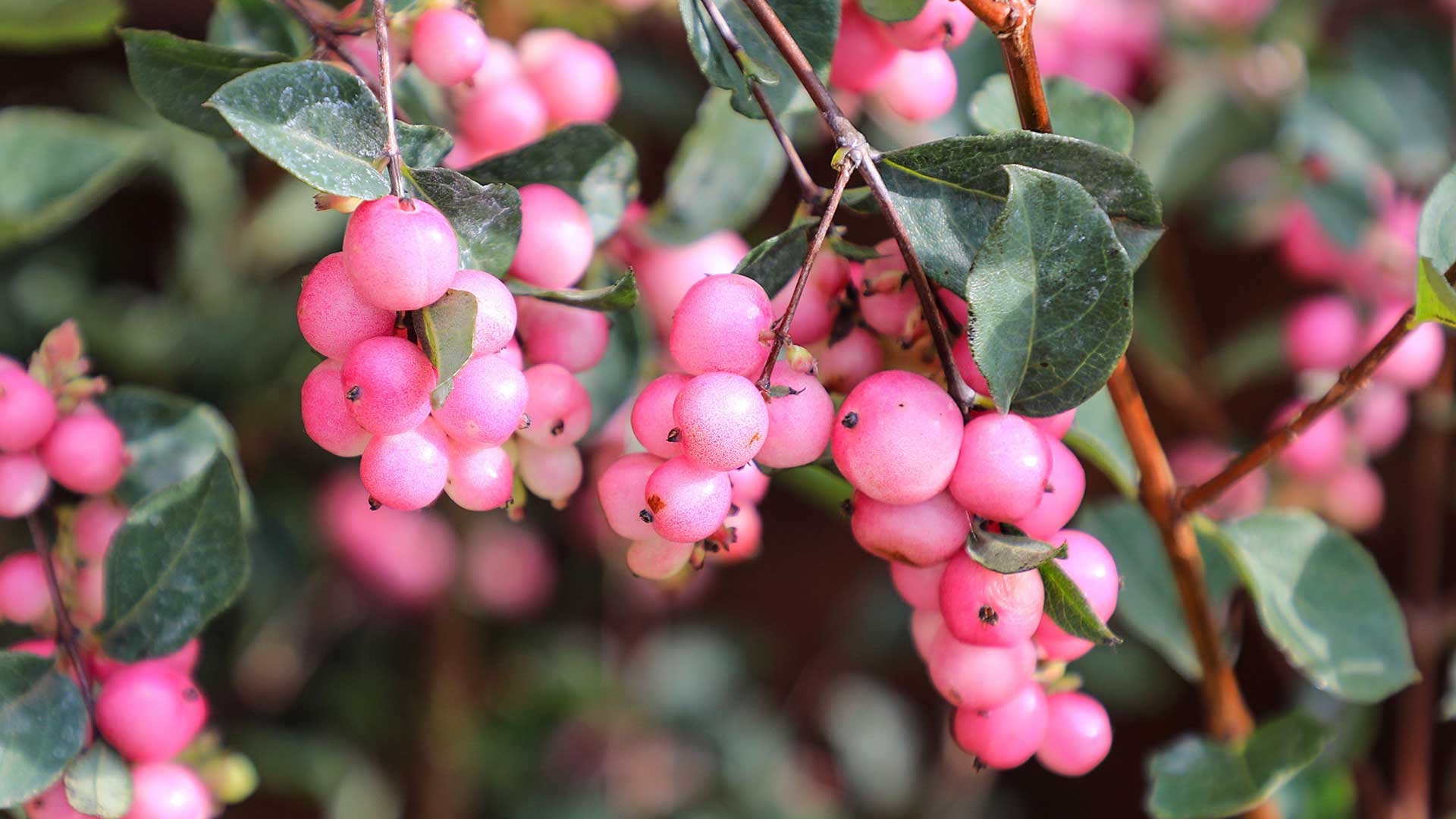 snowberry bush 'Magical Candy'