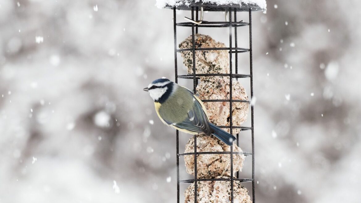 Bird feeders for fall and winter: 6 charming picks Bird feeder in winter with blue tit