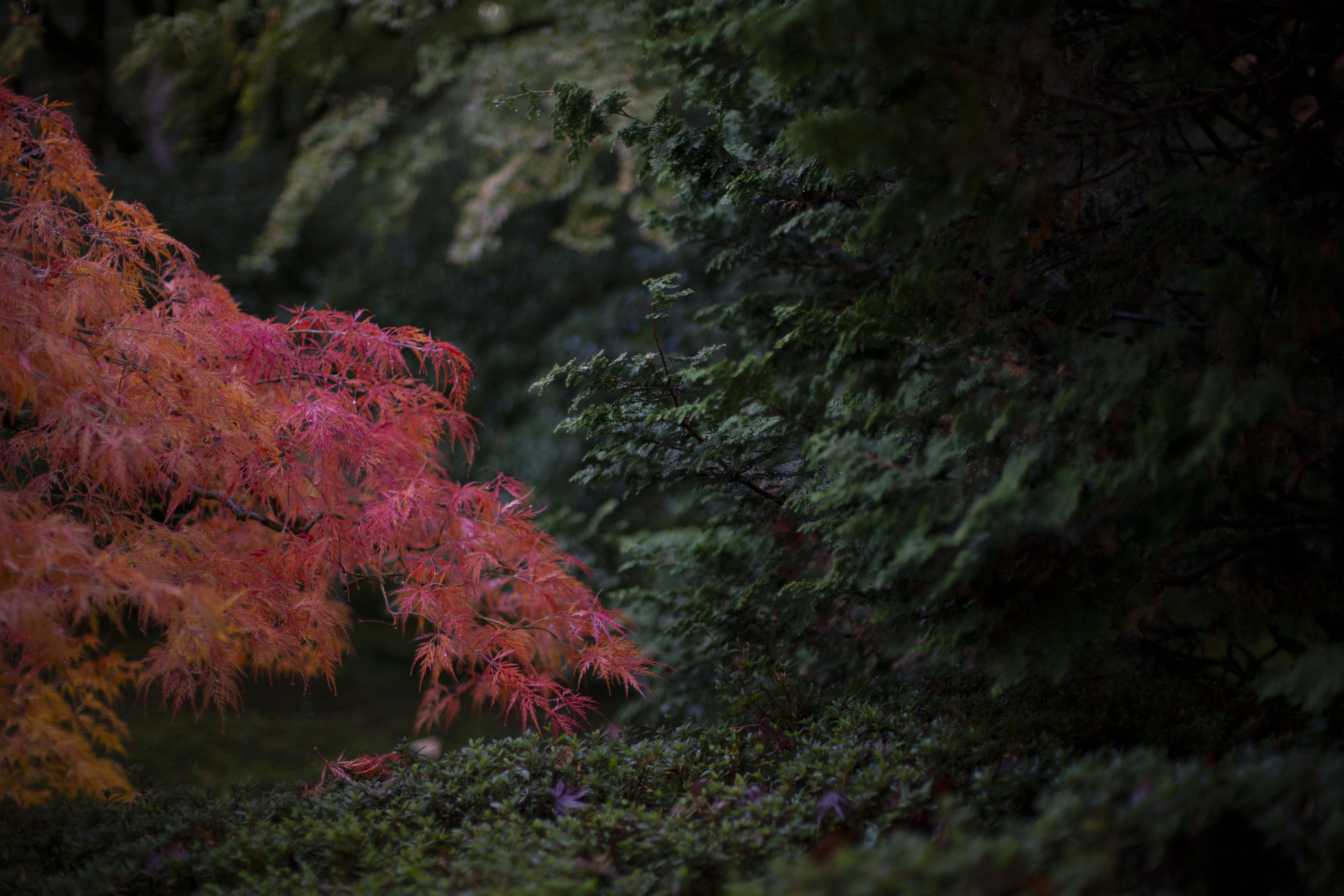 It’s the perfect time to visit the Portland Japanese Garden if peak foliage viewing is what you’re after. October 29, 2025