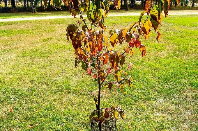 Burning bush