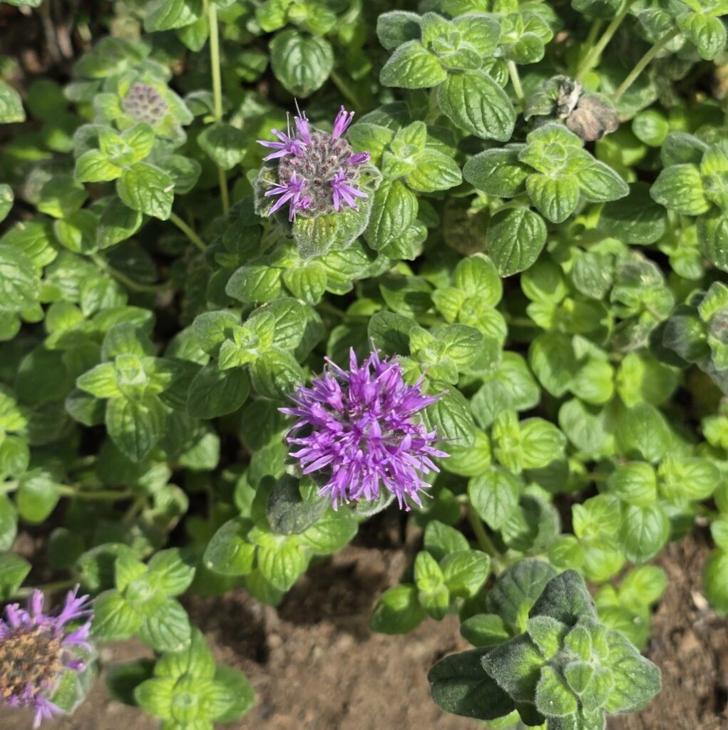 Garden workday – Times-Standard Garden workday – Times-Standard