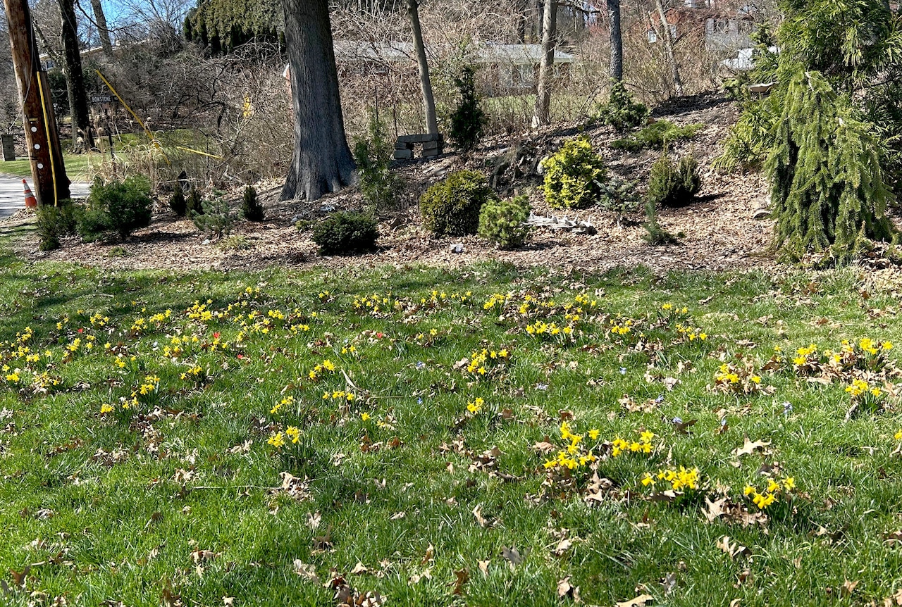 Bulbs in the lawn