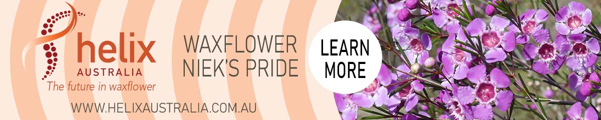 Banner HelixAustralia Waxflower Nieks Pride Banner HelixAustralia Waxflower Nieks Pride