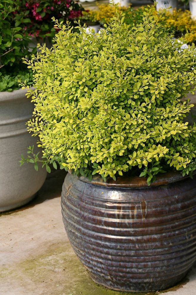 Berberis Sunjoy Citrus Img 5904