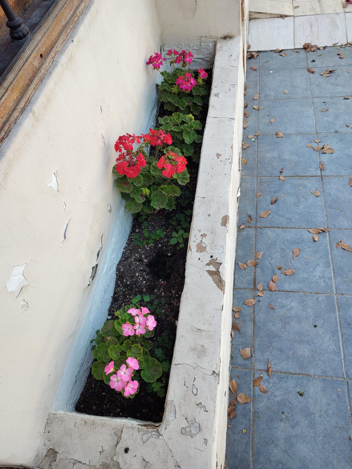 Best way to prevent old ladys from stealing my flowers? Best way to prevent old ladys from stealing my flowers?
