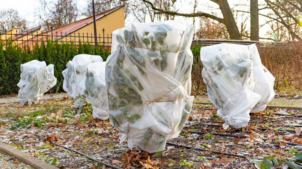 Plants covered in winter