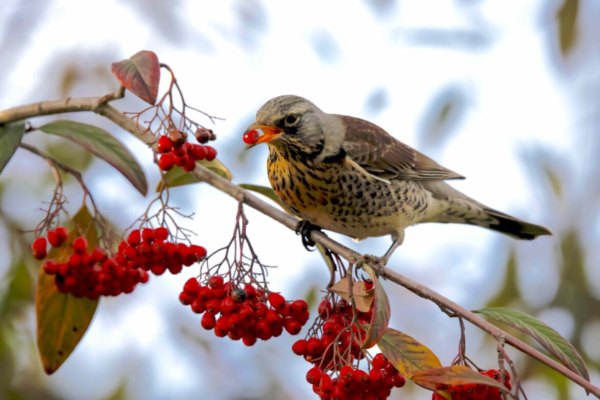 7 Bird-Friendly Plants Pros Say You Should Leave in Your Garden This Fall 7 Bird-Friendly Plants Pros Say You Should Leave in Your Garden This Fall