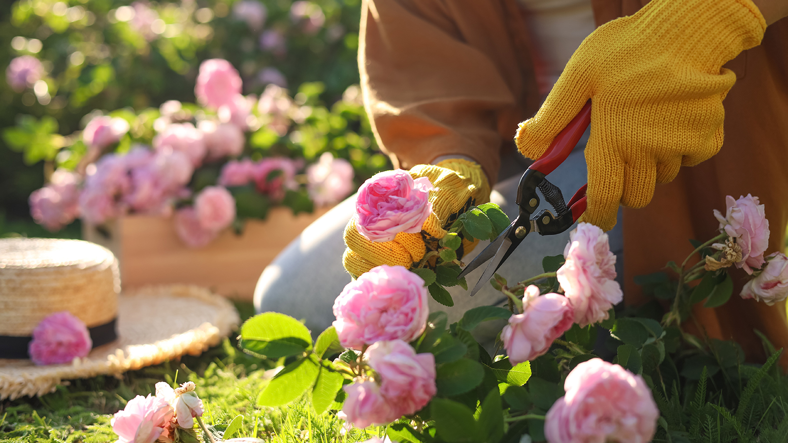 Plants to prune in March