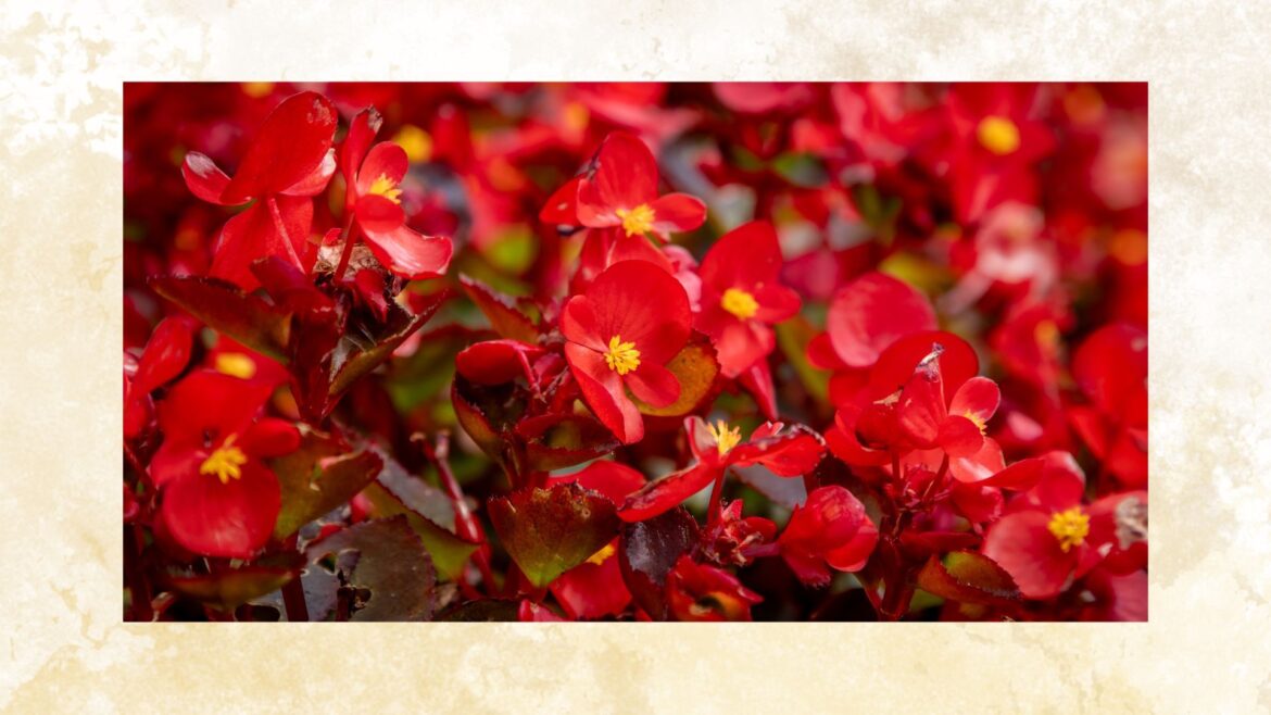 Can you overwinter begonias? Garden experts explain all picture of red begonias in september