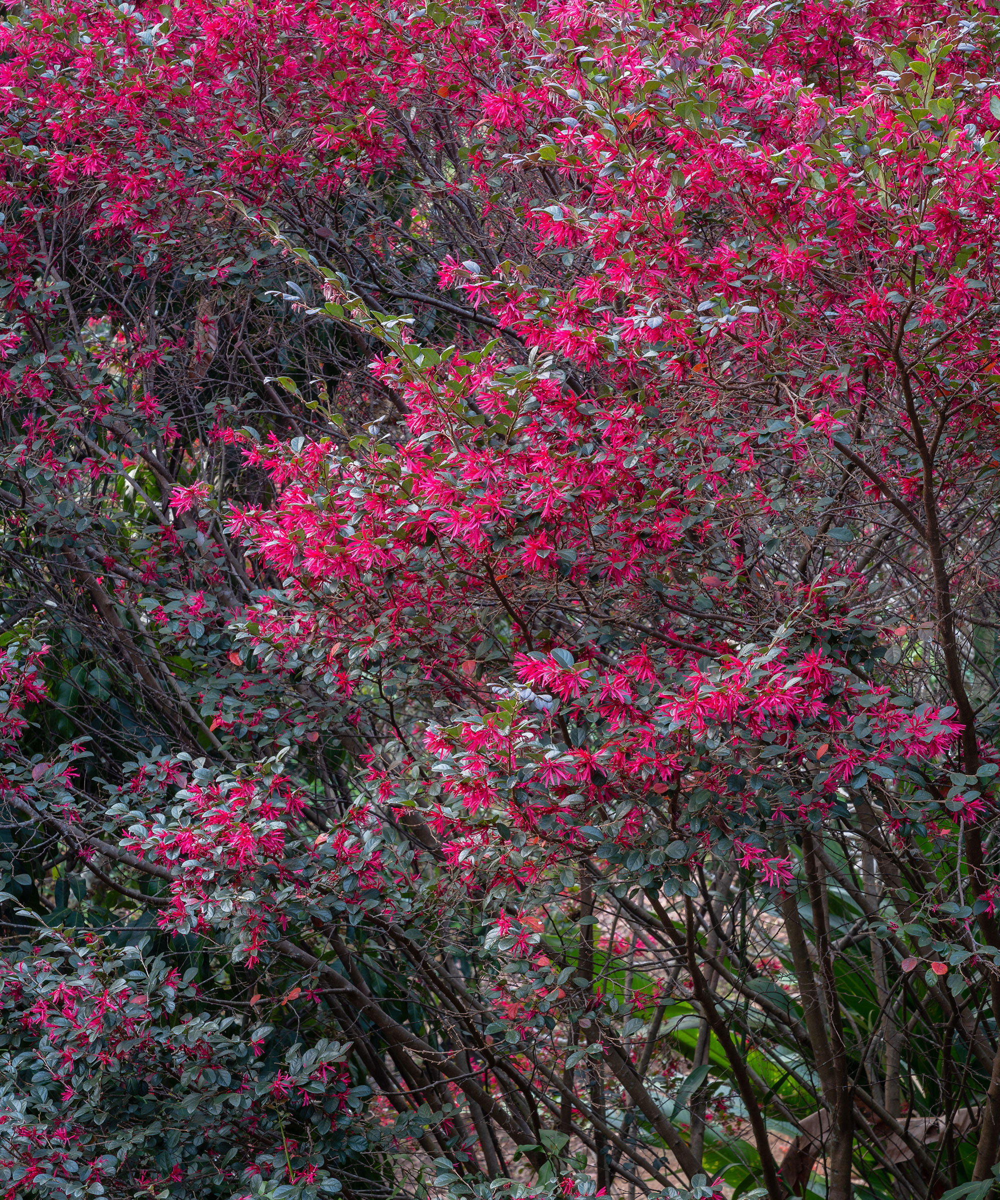 flowering loropetalum shrub in bloom