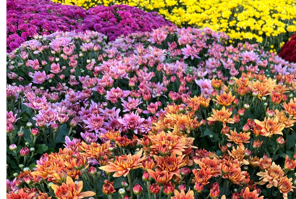 Enjoy colorful mums while they last Enjoy colorful mums while they last