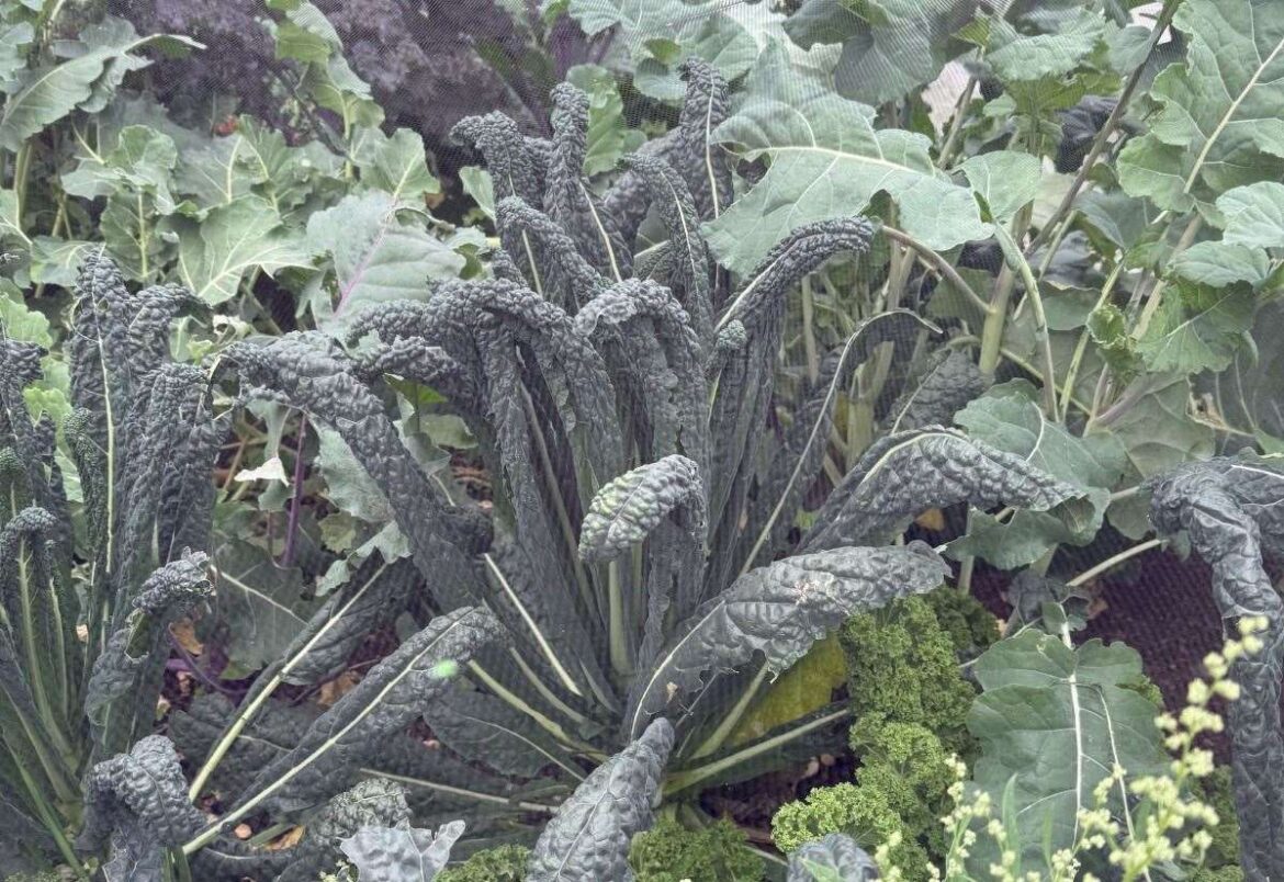 Gardener Jamie Marsh looks forward to slower autumn pace after a hectic summer Gardener Jamie Marsh looks forward to slower autumn pace after a hectic summer