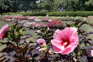 While many think of the Dallas Arboretum as an idyllic backdrop for a stroll or a...