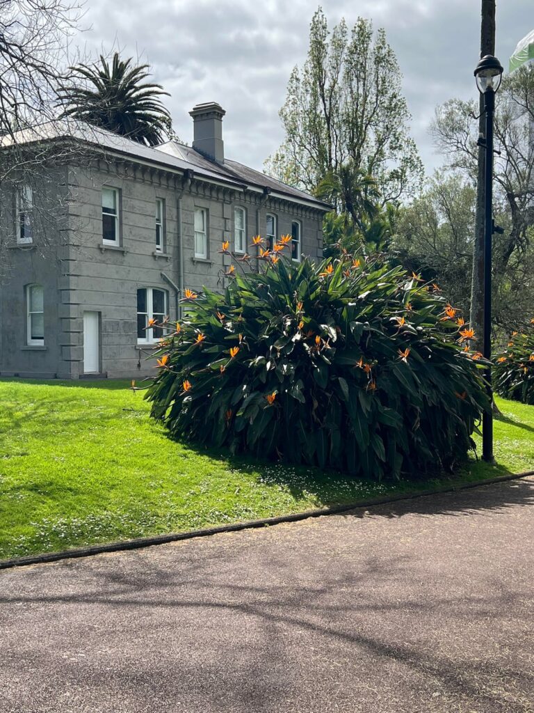 Came across the most beautiful bird of paradise