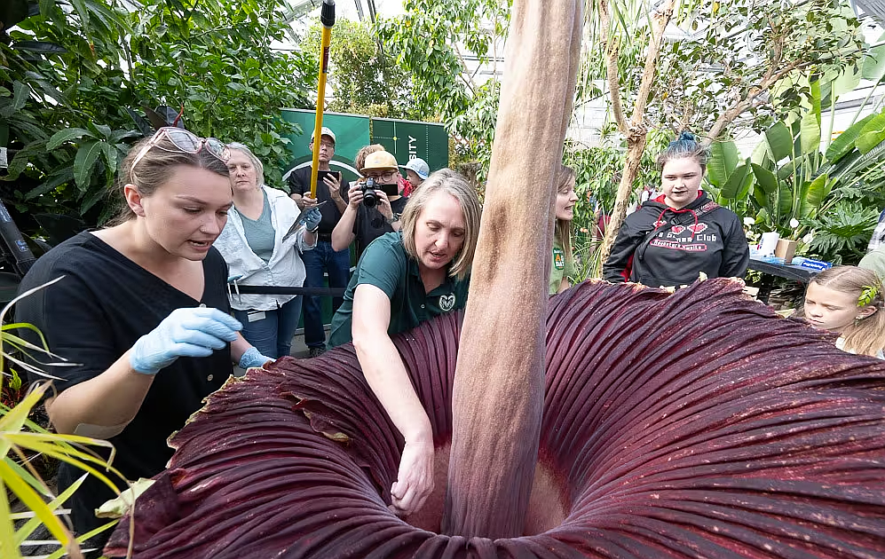 It has a strategy, and its female flowers do most of the work It has a strategy, and its female flowers do most of the work