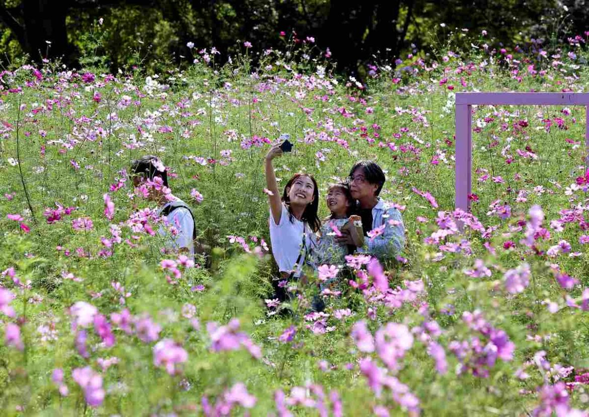 Cosmos in Full Bloom at Park in Western Tokyo; About 200,000 Flowers Attract Eager Eyes Cosmos in Full Bloom at Park in Western Tokyo; About 200,000 Flowers Attract Eager Eyes