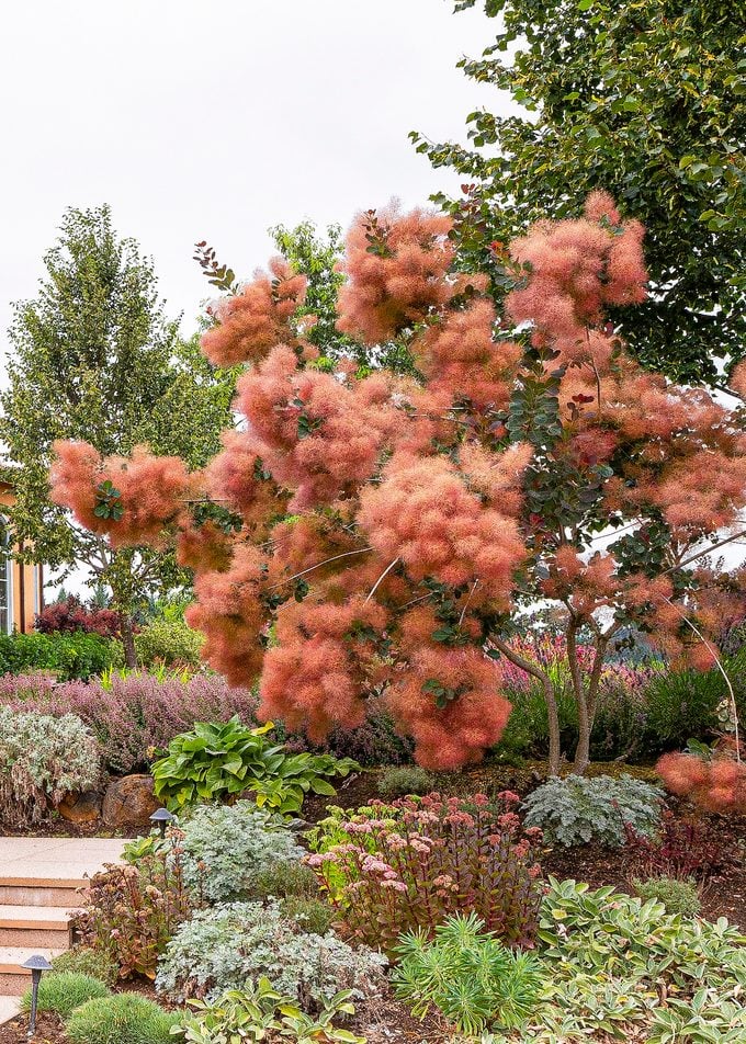 Cotinus Landscape 003m Bb
