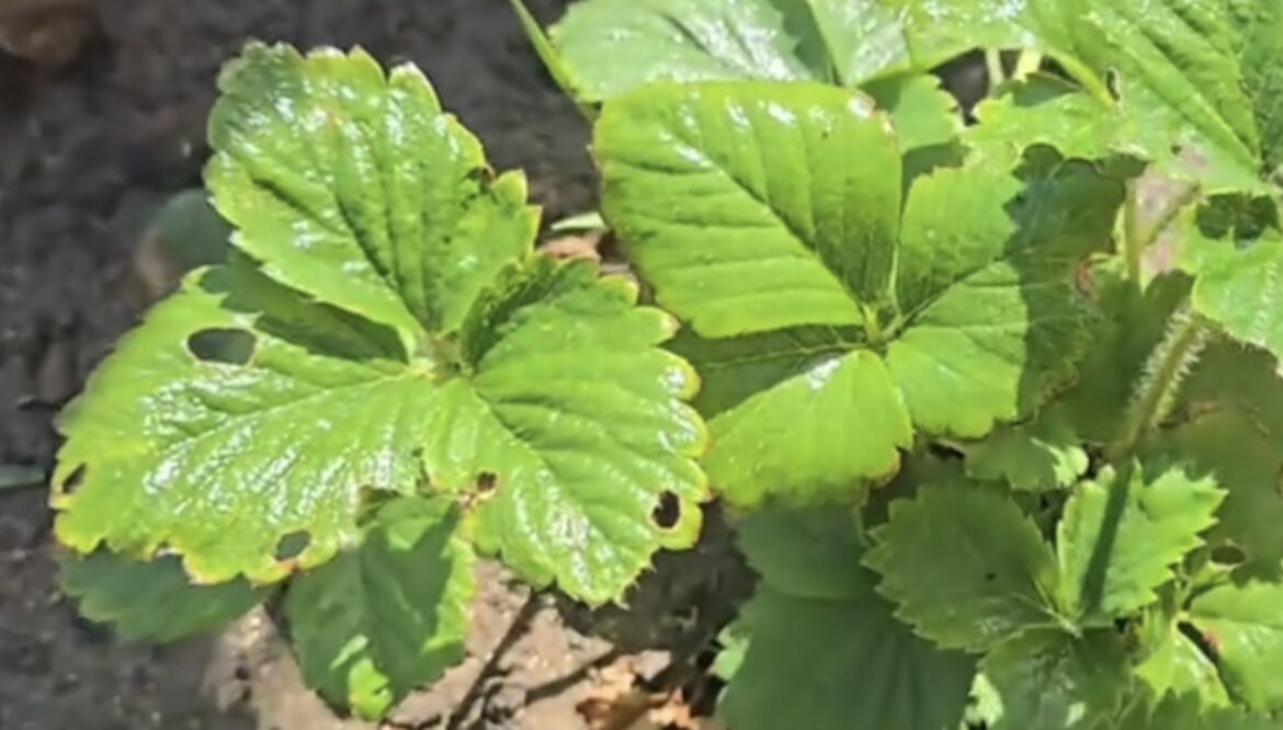 ‘Gonna have to try this one’ This recipe is also very cost-effective.