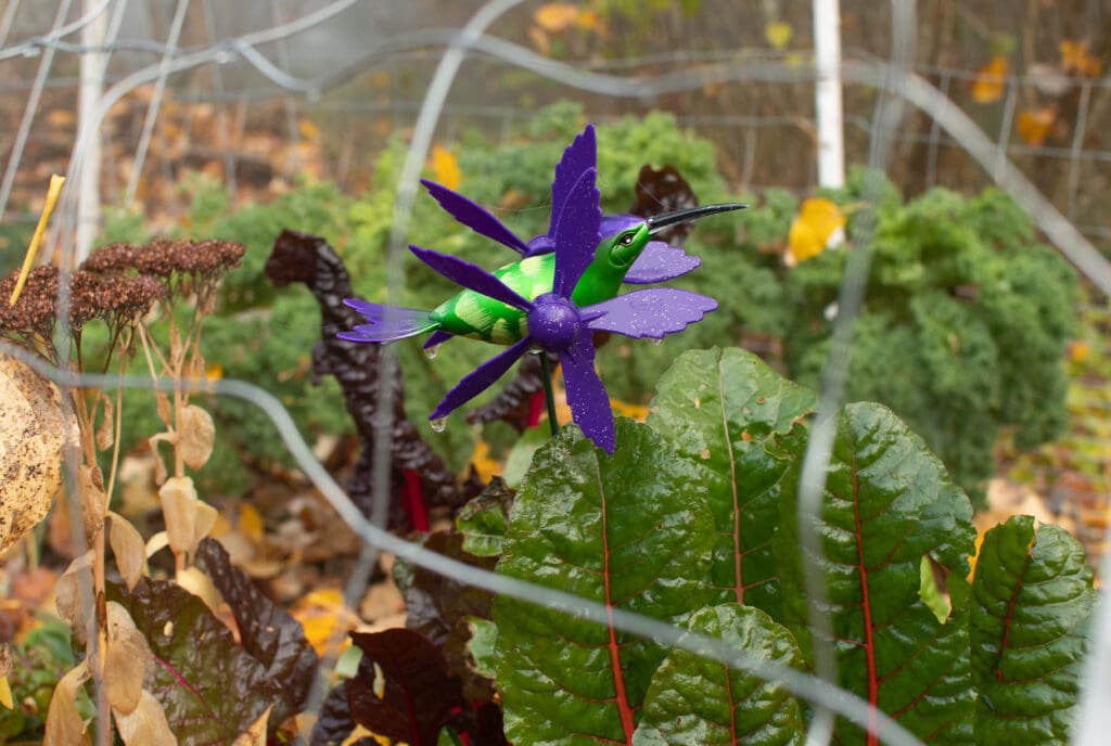 Some chard and kale remain unharvested in a garden with a decorative hummingbird wind spinner.