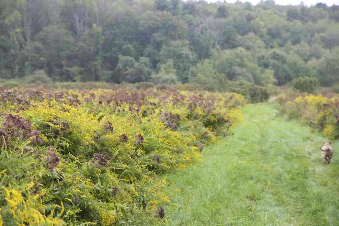 editing an ecologically-focused landscape, with dan wilder editing an ecologically-focused landscape, with dan wilder