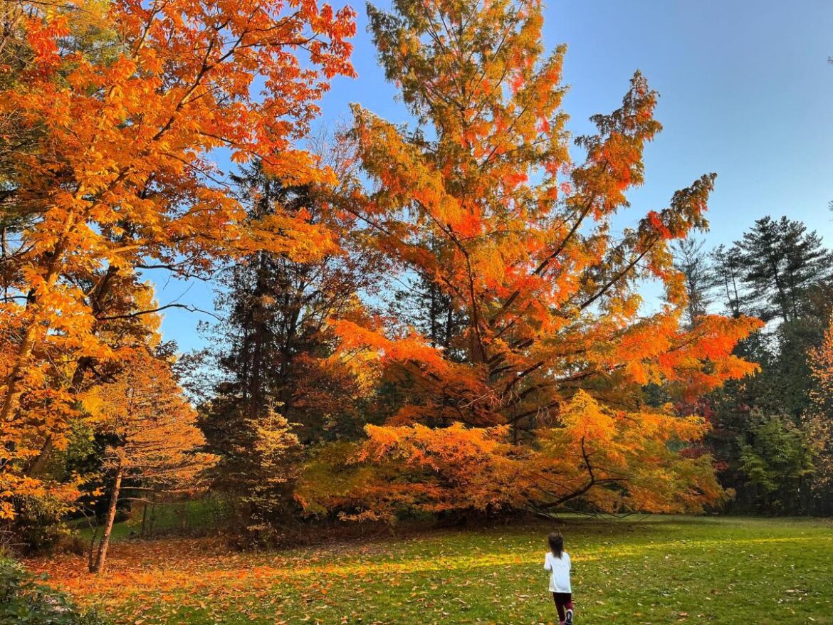 New York Gardens and Arboretums for Spectacular Fall Foliage