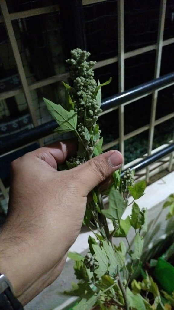 Did I accidentally grow quinoa?? Or is this something else