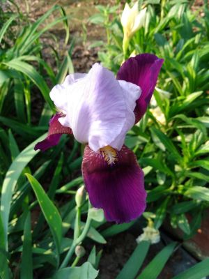 Dividing Fall Iris Rhizomes