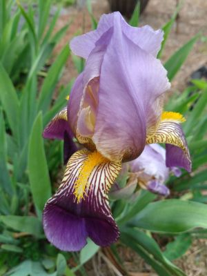 Dividing Fall Iris Rhizomes